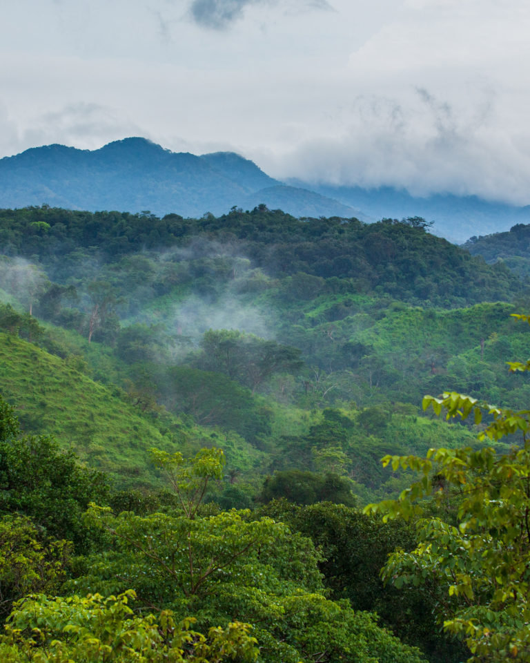 naturaleza-canoas-manzanillo-colima-café