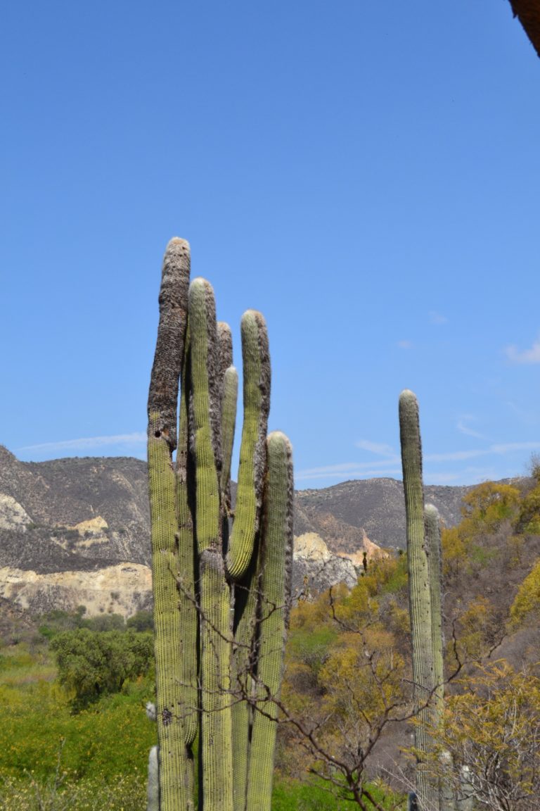 naturaleza-reserva-de-la-biósfera-barranca-de-metztitlán