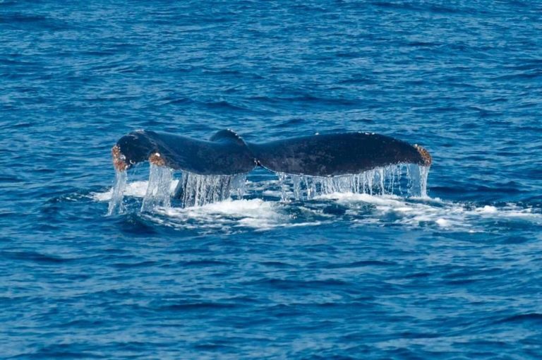 peninsula-de-santiago-colima-ballena