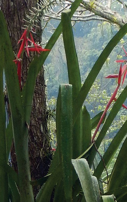 plantas-reserva-de-la-biósfera-barranca-de-metztitlán