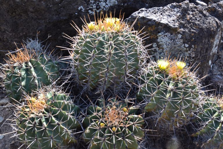 que-hacer-reserva-de-la-biósfera-barranca-de-metztitlán