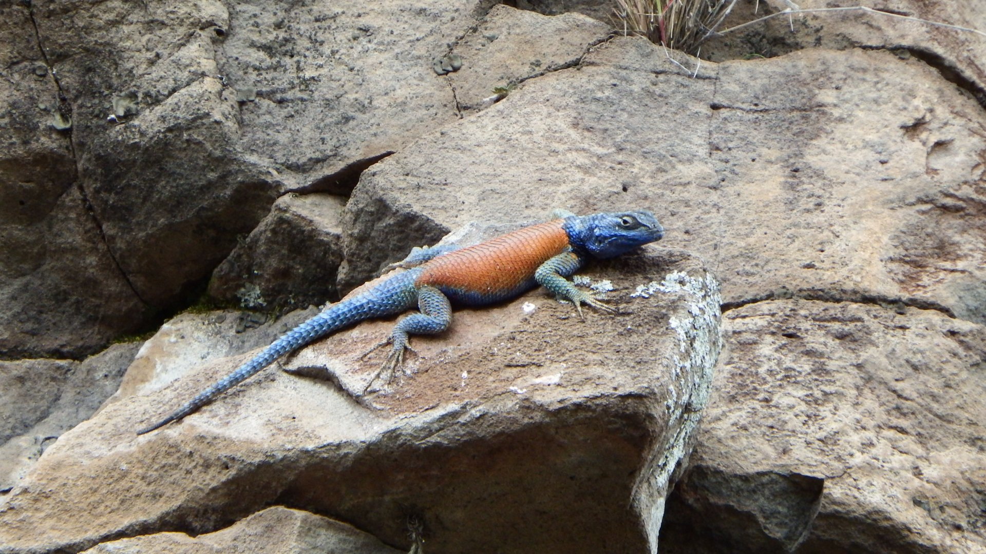 reserva de la biósfera barranca de metztitlán fauna