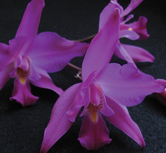 reserva-de-la-biósfera-barranca-de-metztitlán-flora