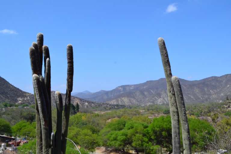 reserva-de-la-biósfera-barranca-de-metztitlán-naturaleza