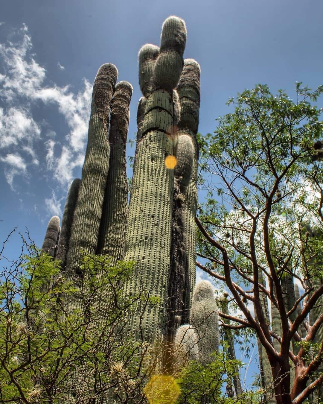 reserva de la biósfera barranca de metztitlán ubicacion