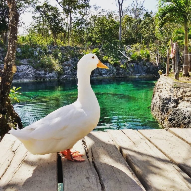 santa-cruz-cenote-akumal-quintana-roo