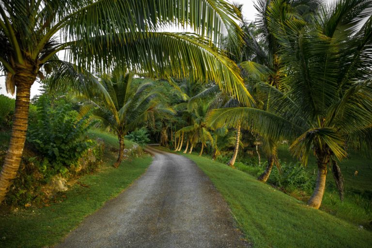 tours-selva-turismo-en-jamaica