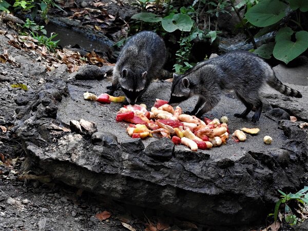 tuxtla-gutierrez-capital-chiapas-zoologico