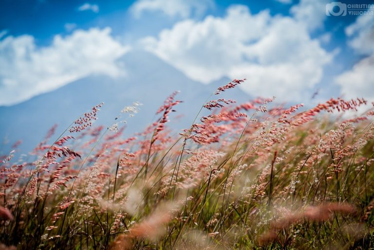 volcan-colima-flores