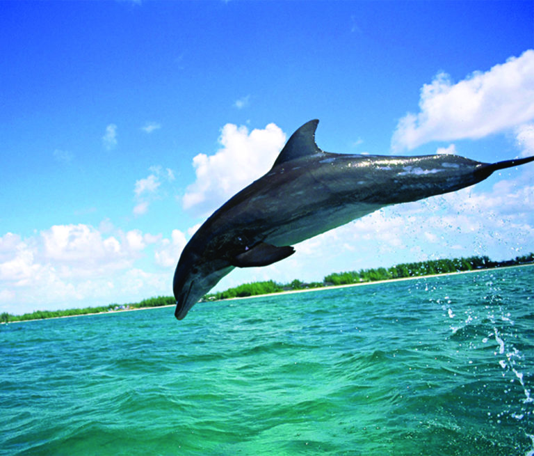 DELFINES ISLA AGUADA