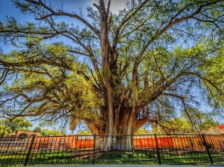 El Sabino, Un Árbol Milenario 