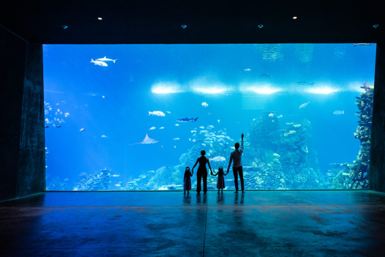 Qué-hacer-en-Mazatlán-acuario