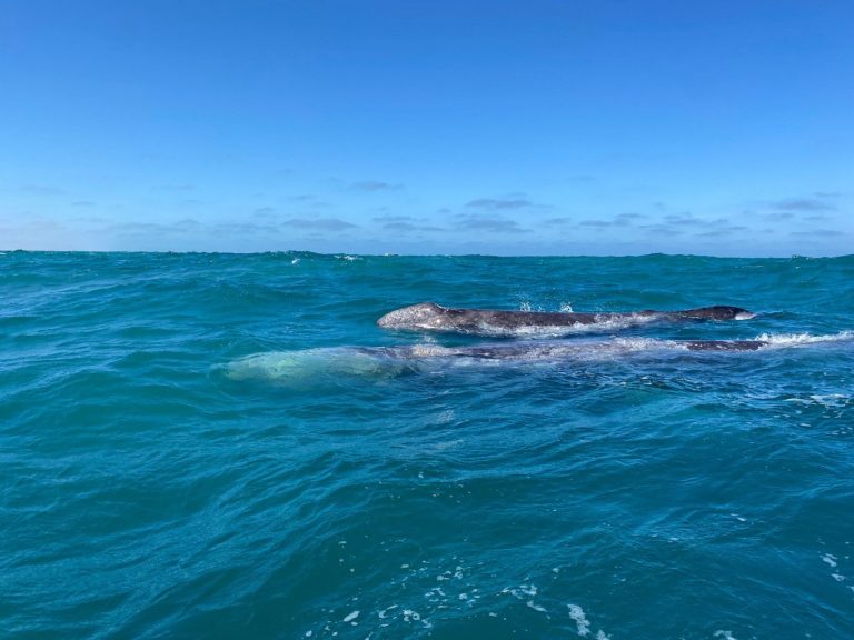 avistamiento-de-ballenas-guerrero-negro