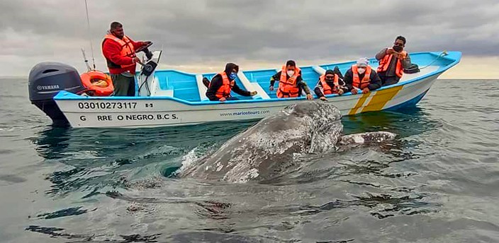 avistamiento-de-las-ballenas