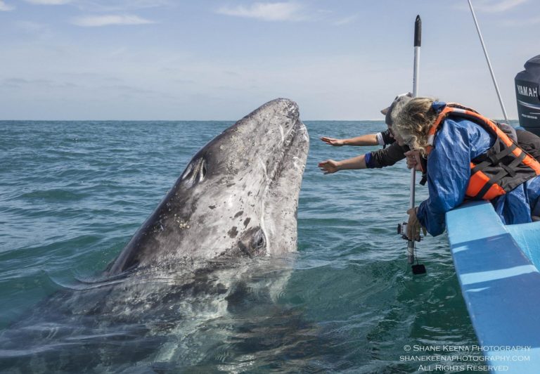 ballena-guerrero