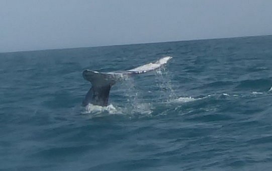 ballena