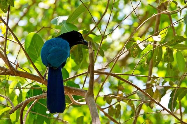 biosfera-manantlan-ecoturismo-en-colima