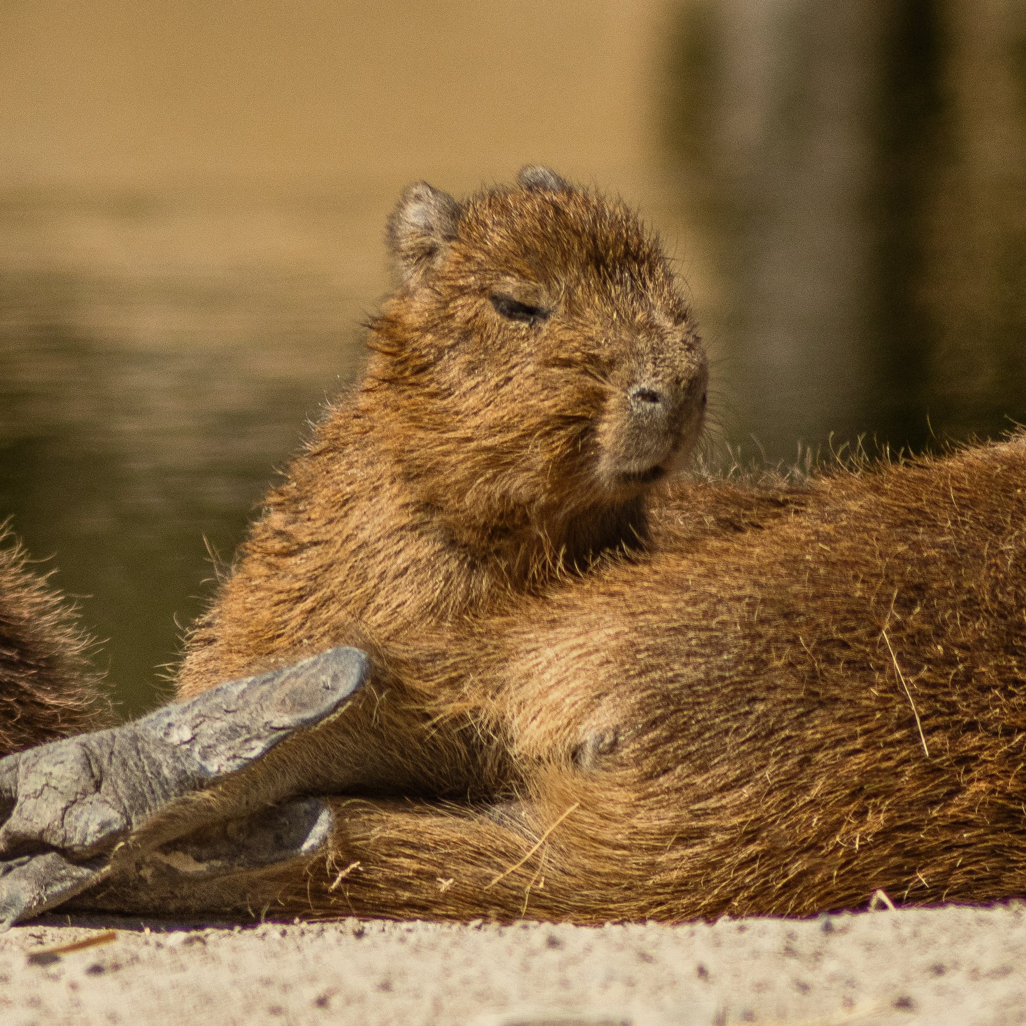 capibaras en méxico africam safari