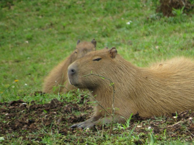 ¿Dónde ver capibaras en México?