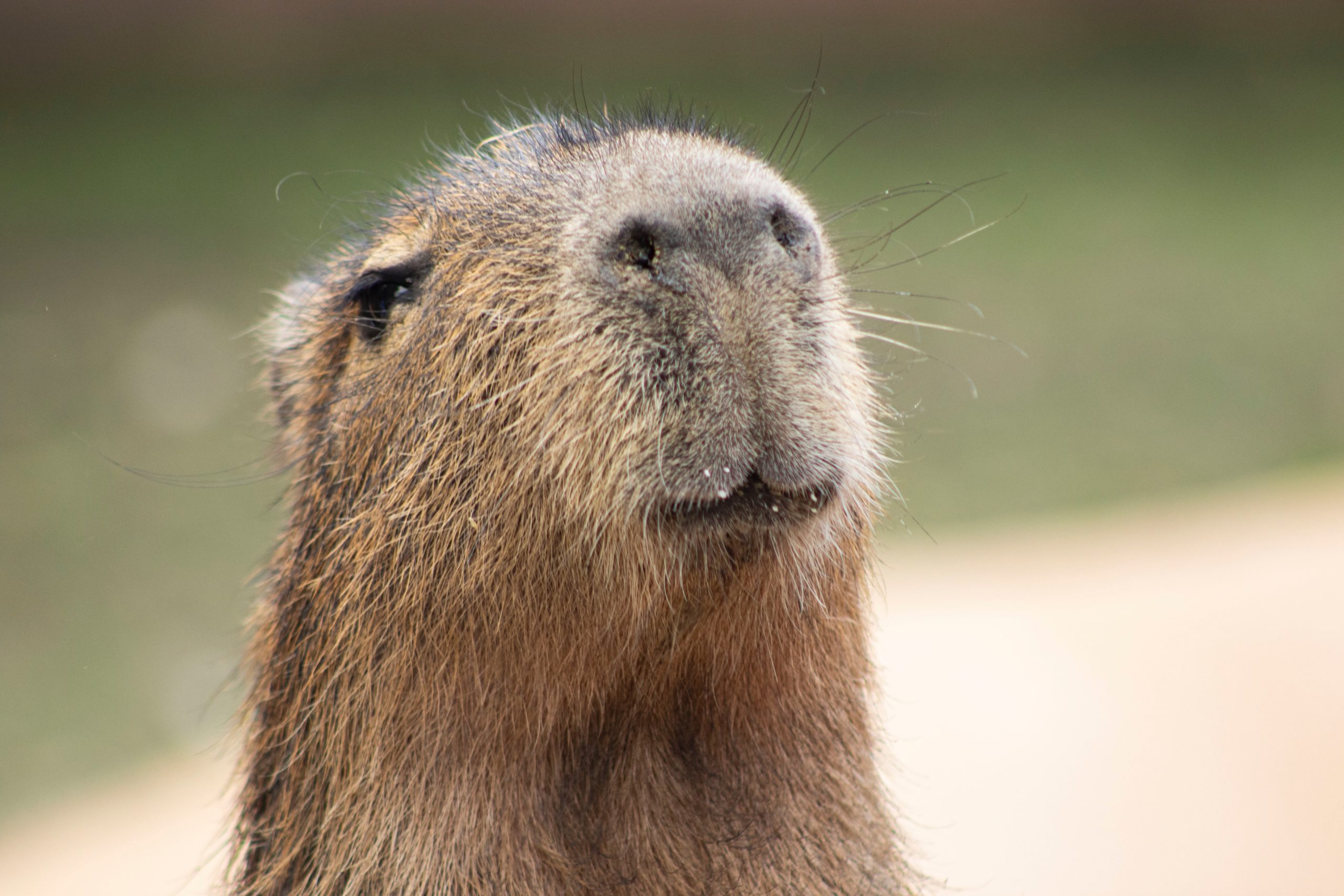 capibaras en méxico estado de méxico