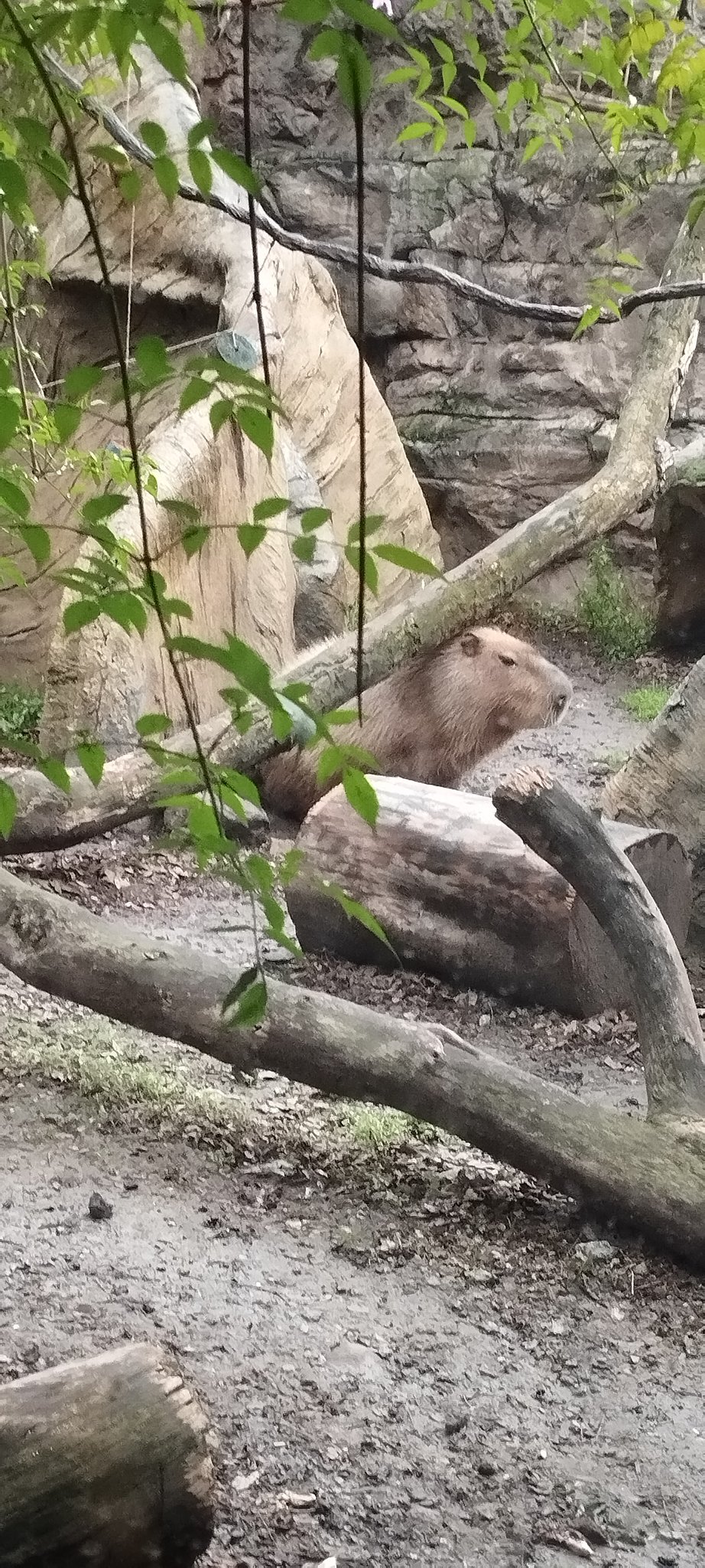 capibaras en méxico zoologico de chapultepec