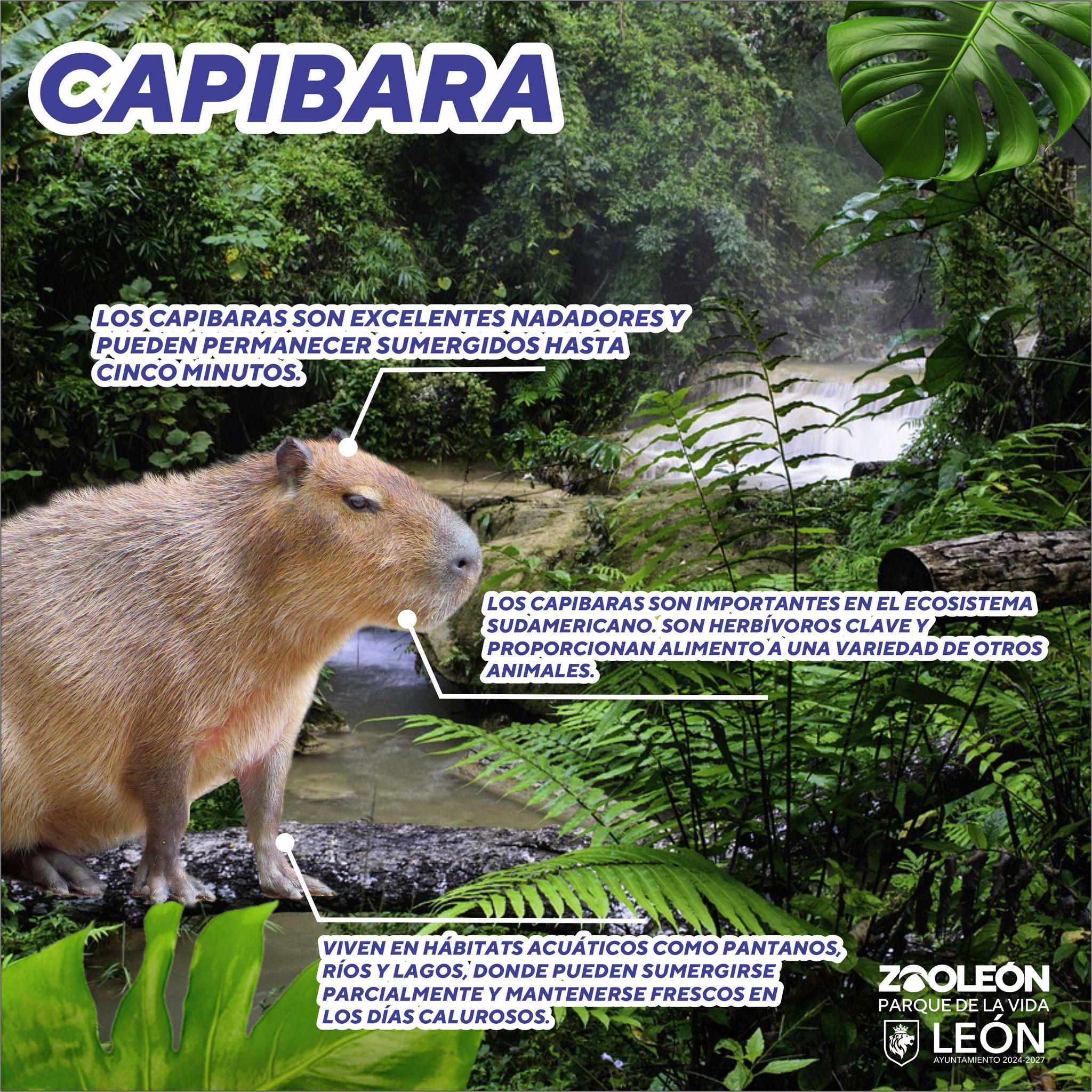 capibaras en méxico zoologico de leon