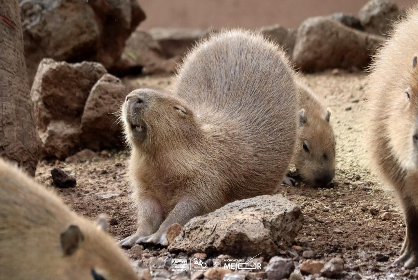 capibaras en méxico zoologico morelia