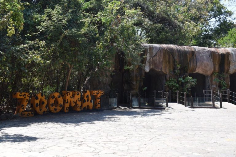 capibaras-en-méxico-zoomat-chiapas