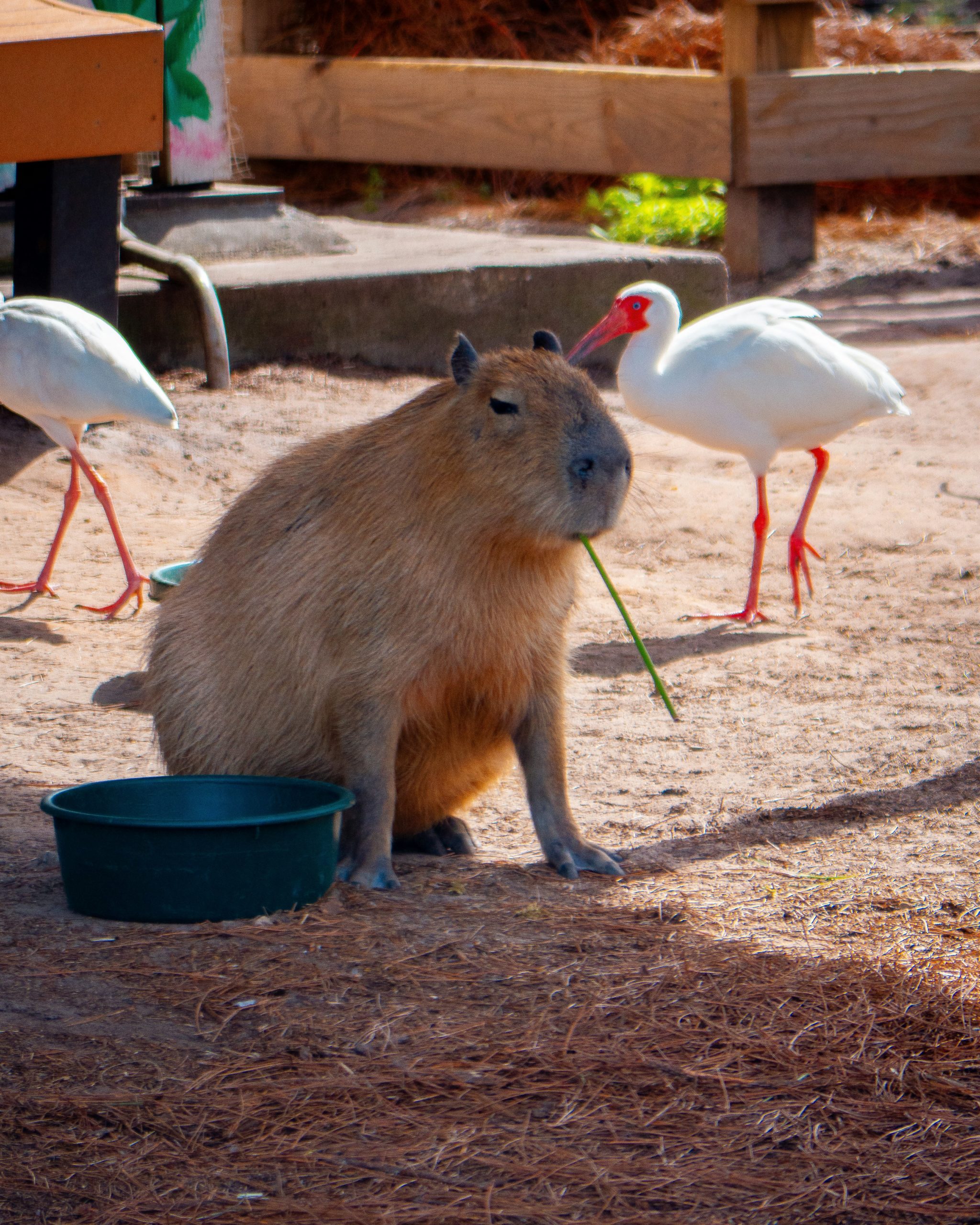 datos curiosos capibaras en méxico