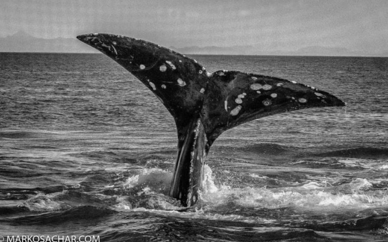 Guerrero Negro: enamórate de este lugar de ballenas, pinturas rupestres y mucha sal