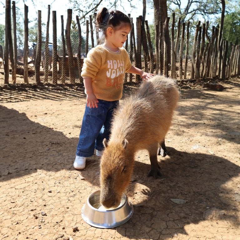 interaccion-capibaras-en-méxico-monterrey