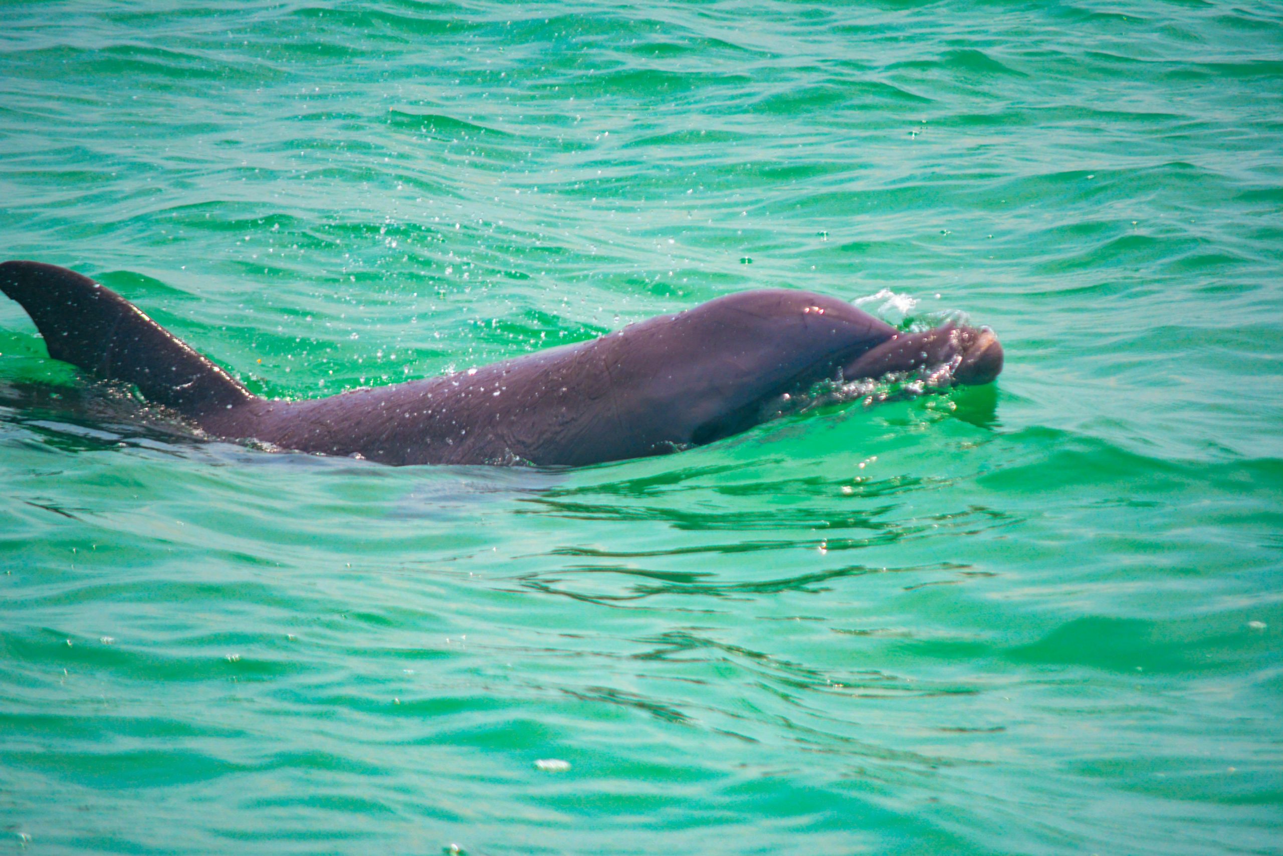 isla aguada pueblo mágico delfines