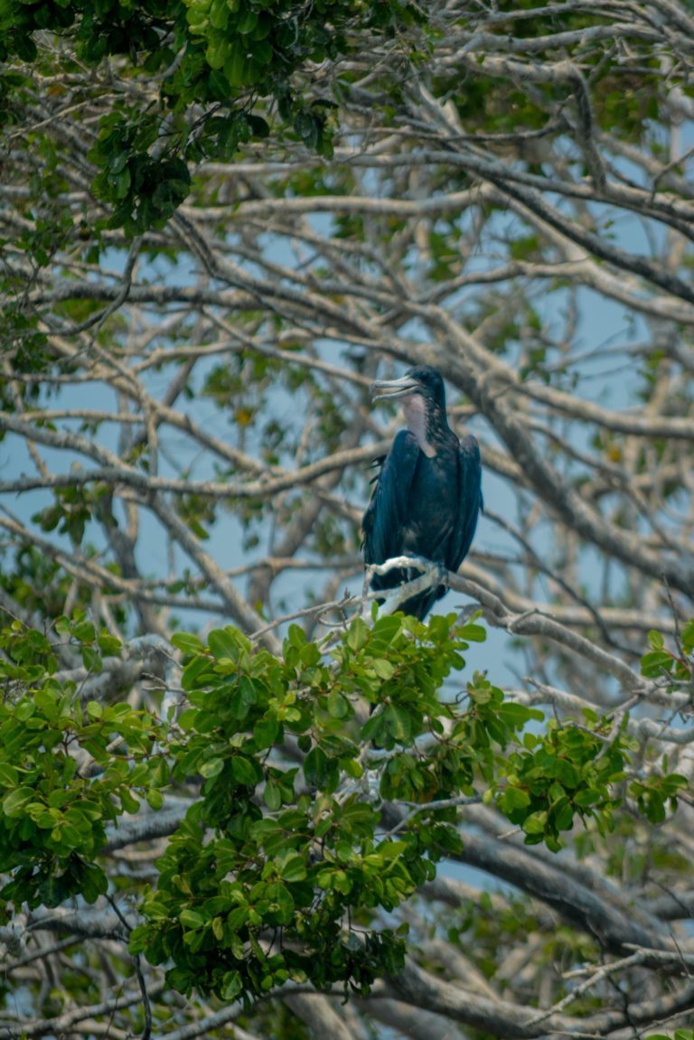 isla-aguada-pueblo-mágico-isla-pajaros