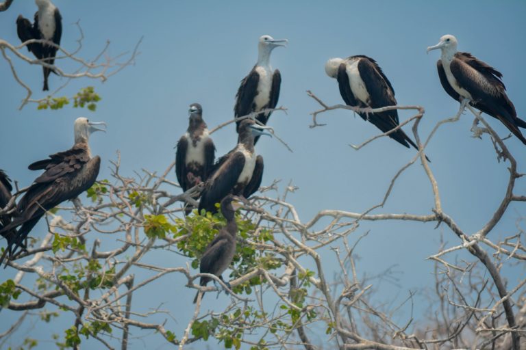 isla-isla-aguada-pueblo-mágico-pajaros