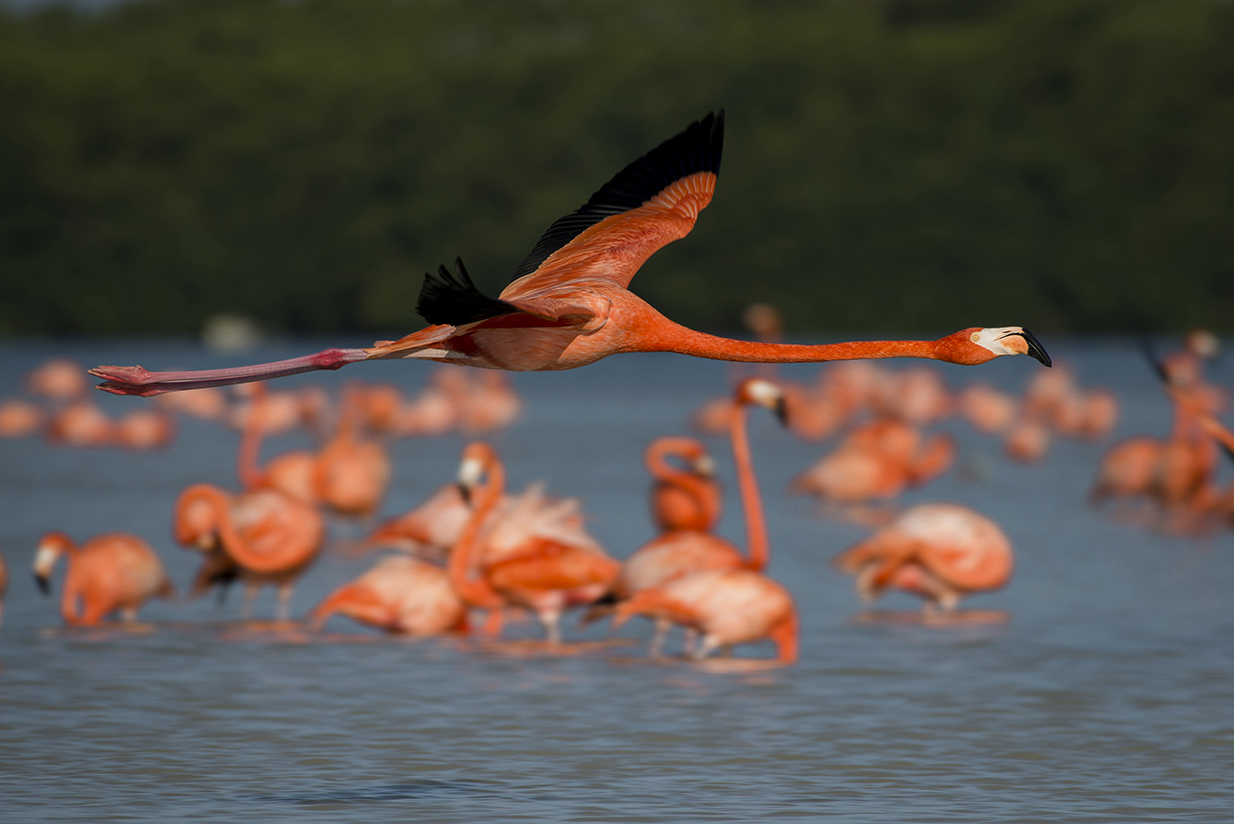 lugares en yucatán pareja flamencos