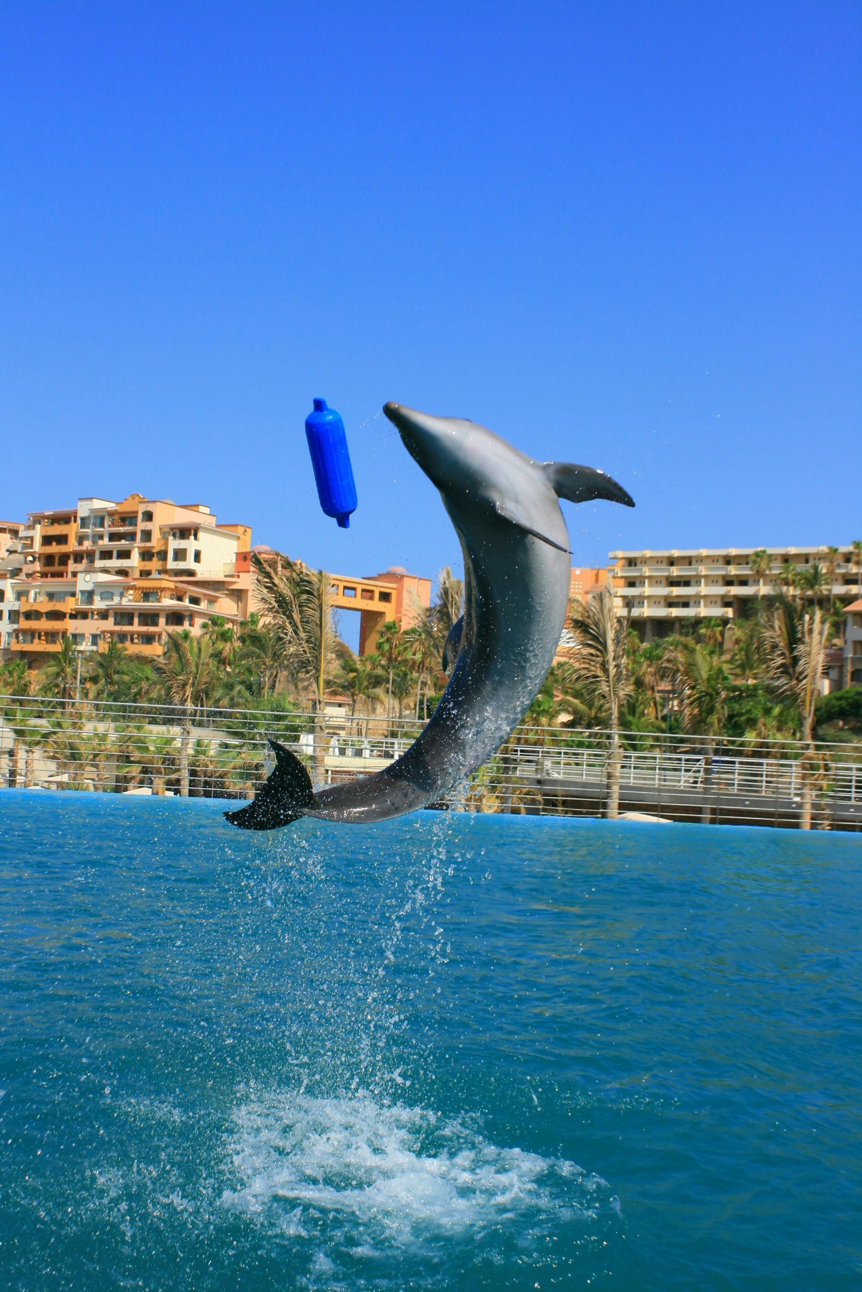 lugares para nadar con delfines