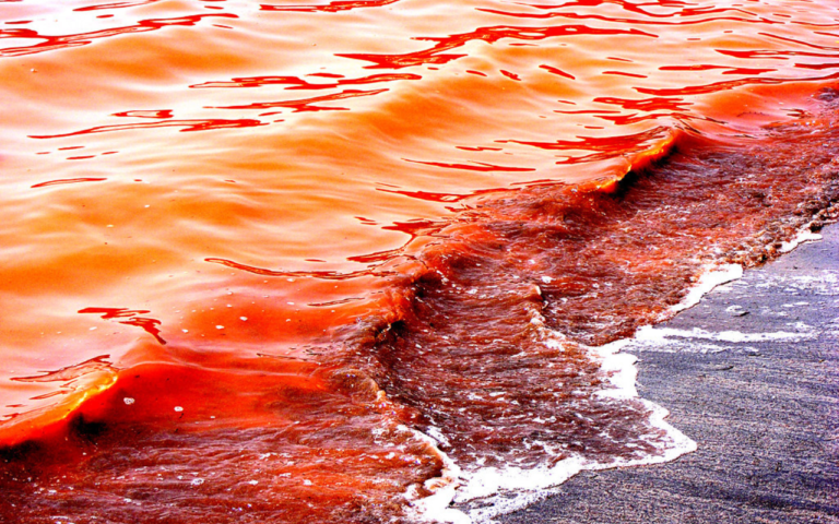 ¿Qué hacer en el Mar Rojo y por qué se llama así?