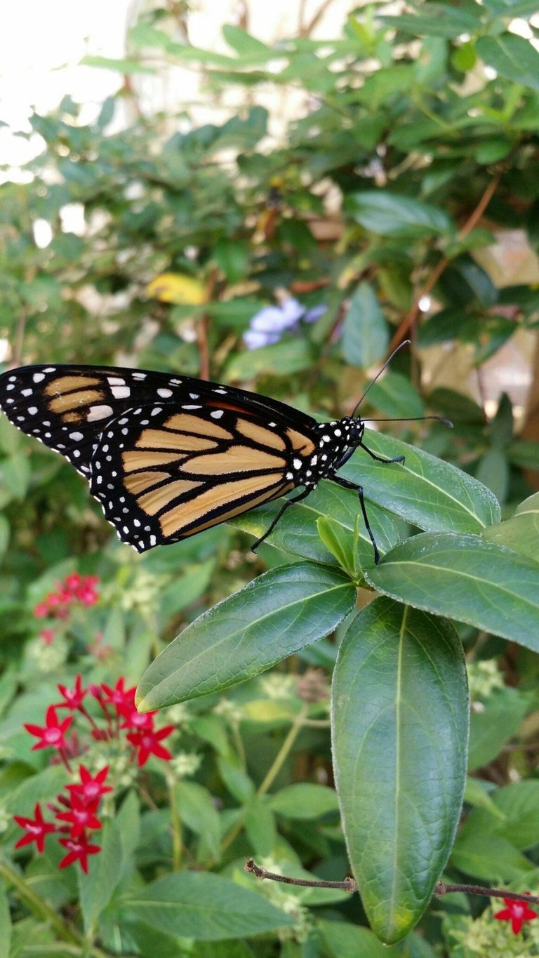 mariposario