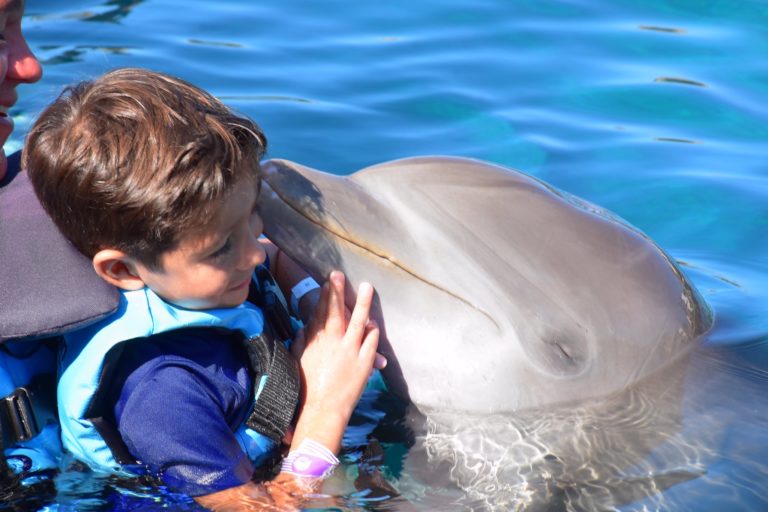 nadar-con-delfines-en-cozumel