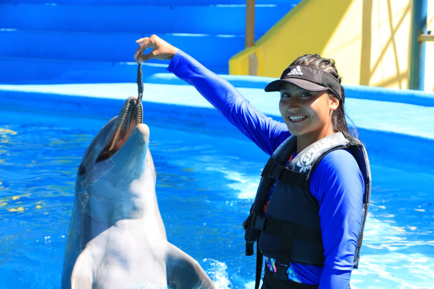 nadar con delfines en vallarta