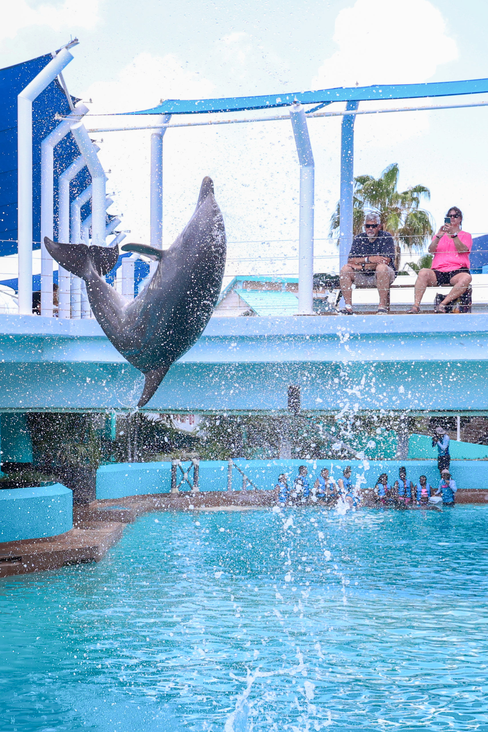 nado delfines viajes inolvidables mrm