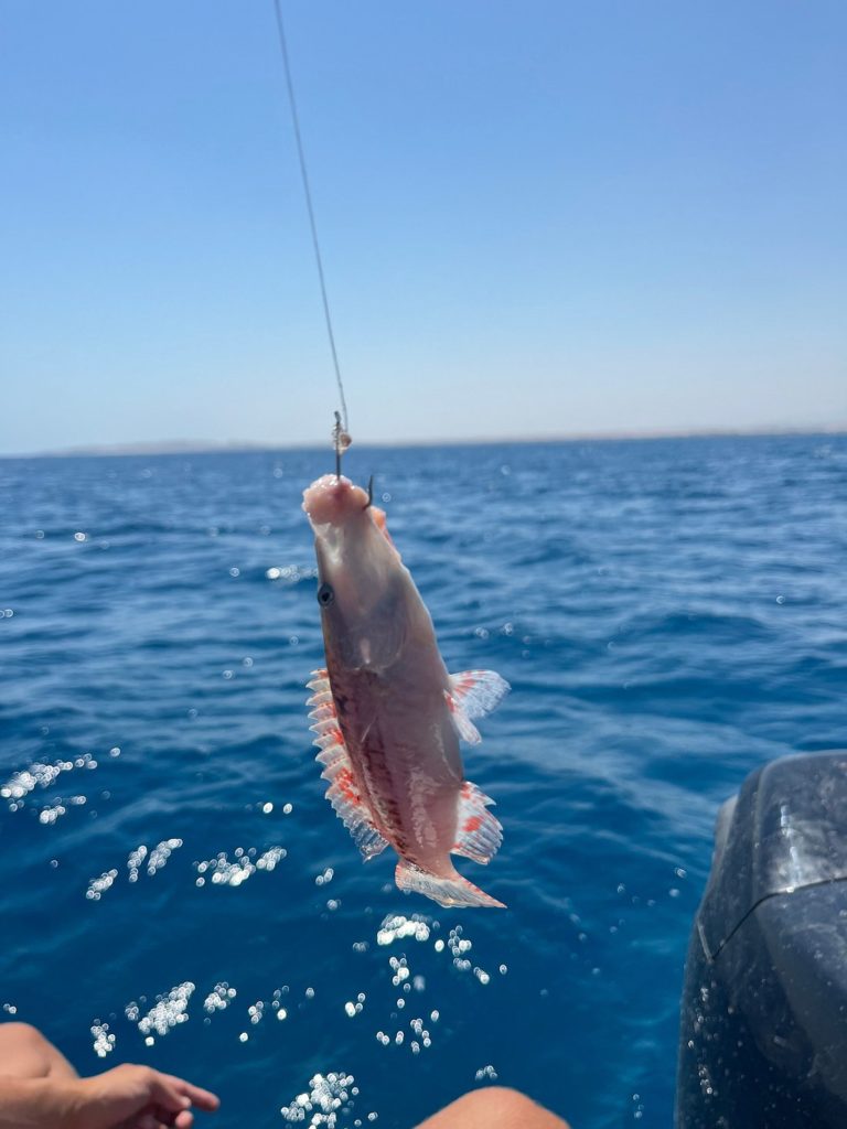 pescar-en-el-mar-rojo