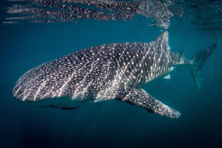 que-hacer-en-pichilingue-ballena-tour-turismo