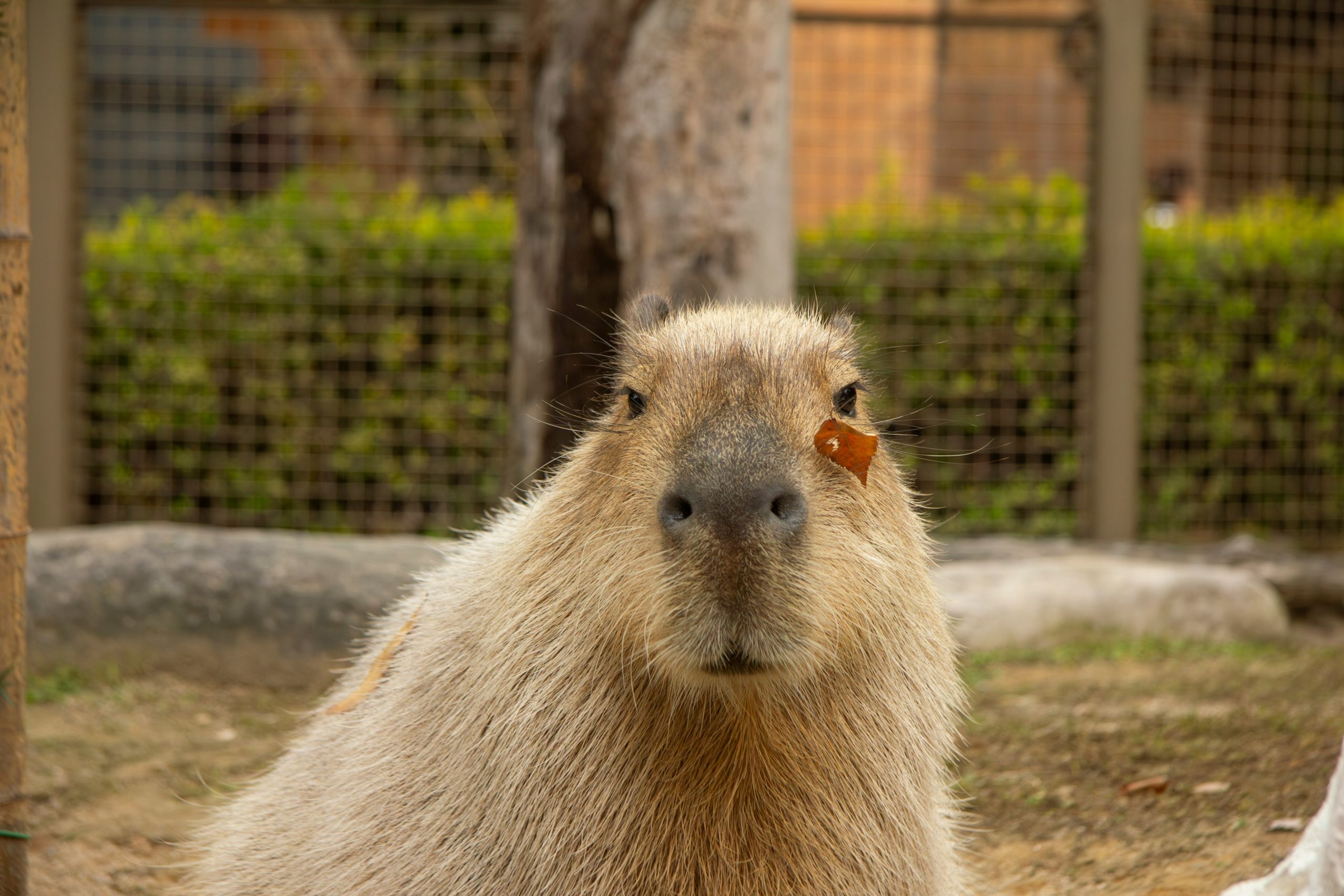 que son capibaras en méxico