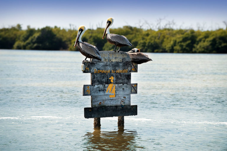 rio-lugares-en-yucatán-pareja-lagartos