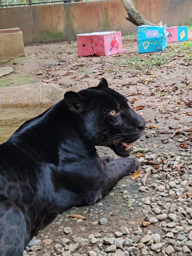 tabasco-yumka-capibaras-en-méxico