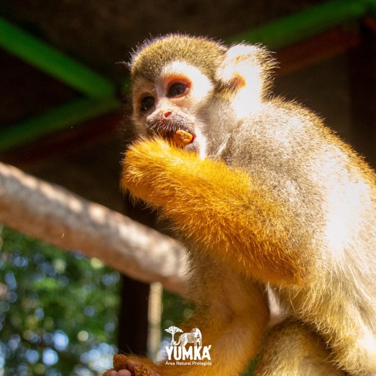 yumka-tabasco-capibaras-en-méxico