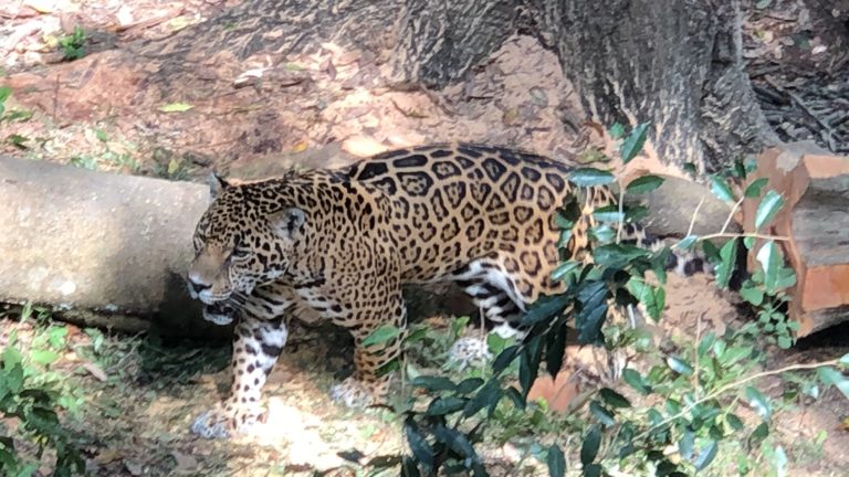 zoomat-capibaras-en-méxico