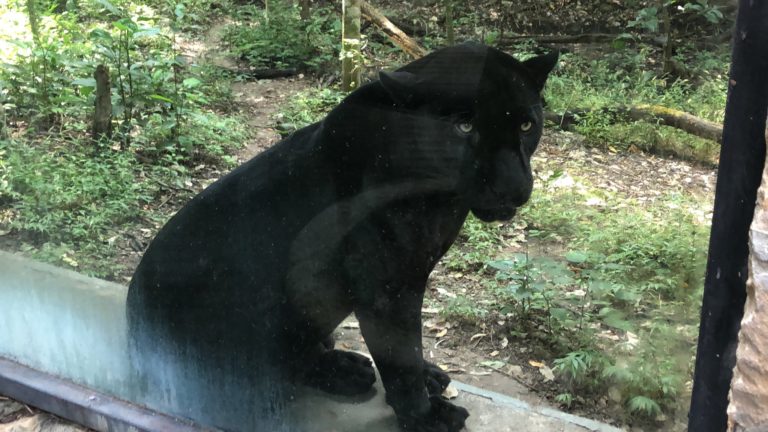 zoomat-chiapas-capibaras-en-méxico