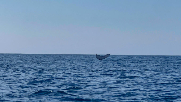 ballenas-ixtapa-zihuatanejo-playas-guerrero